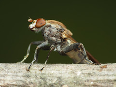 Brachyopa vacua