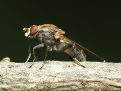 Brachyopa vacua