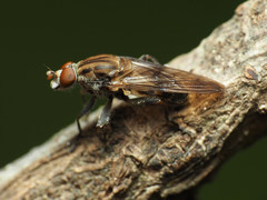 Brachyopa vacua