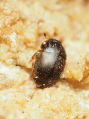 Amphicrossus ciliatus