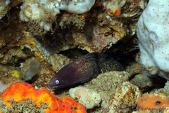 Gymnothorax thyrsoideus