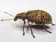 Polydrusus cervinus