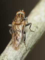 Brachyopa vacua
