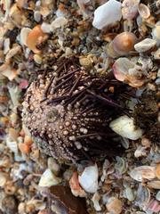 Echinometra vanbrunti