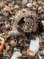 Echinometra vanbrunti