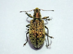 Polydrusus cervinus