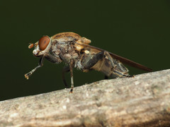 Brachyopa vacua