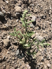 Chenopodium atrovirens