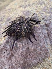 Echinometra vanbrunti