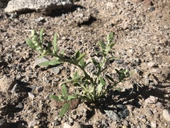 Chenopodium atrovirens