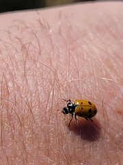 Hippodamia convergens