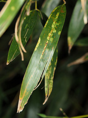 Stigmaeopsis celarius