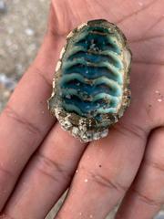 Chiton
