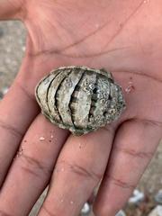 Chiton