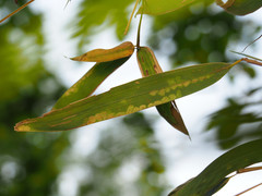 Stigmaeopsis celarius