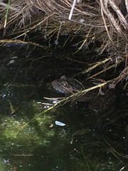 Lithobates yavapaiensis