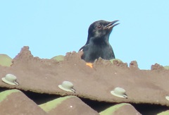 Thamnolaea cinnamomeiventris autochthones