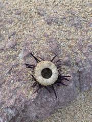 Echinometra vanbrunti