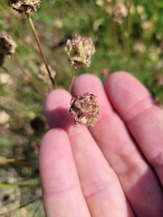 Sanguisorba