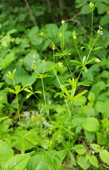 Galium concinnum