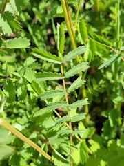 Sanguisorba