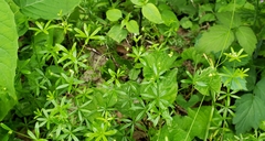Galium concinnum