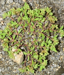 Polycarpon tetraphyllum diphyllum