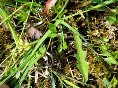 Taraxacum hollandicum