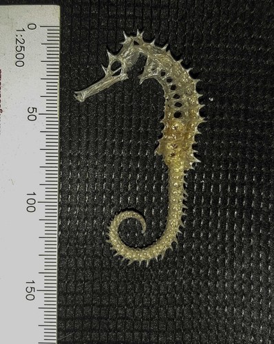Spiny Seahorse