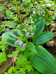 Galearis spectabilis