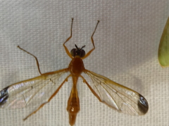 Leptopyrgota