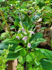 Galearis spectabilis