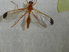 Leptopyrgota