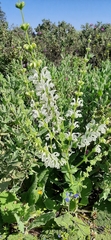 Salvia argentea