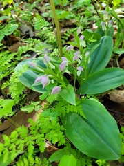 Galearis spectabilis