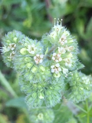 Phacelia nemoralis