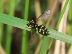 Xanthogramma pedissequum