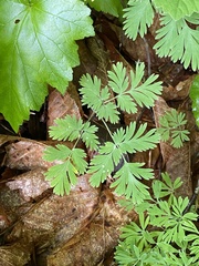 Dicentra canadensis