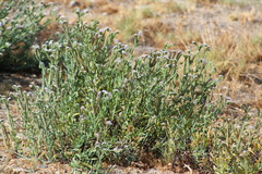 Heliotropium curassavicum