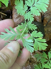 Dicentra canadensis