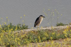 Nycticorax nycticorax