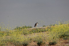 Nycticorax nycticorax