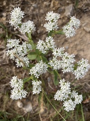 Valerianella amarella
