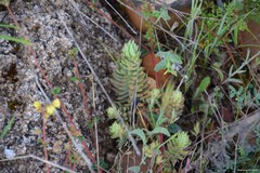 Petrosedum sediforme