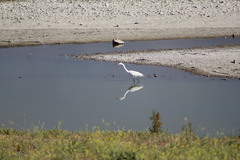 Ardea alba