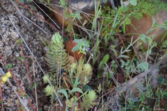 Coronilla scorpioides