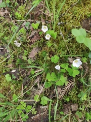 Oxalis acetosella