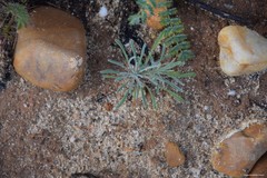 Teucrium pseudochamaepitys