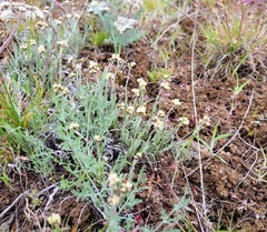 Antennaria stenophylla