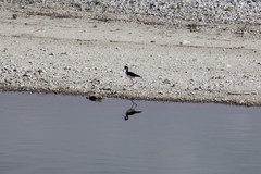 Himantopus mexicanus